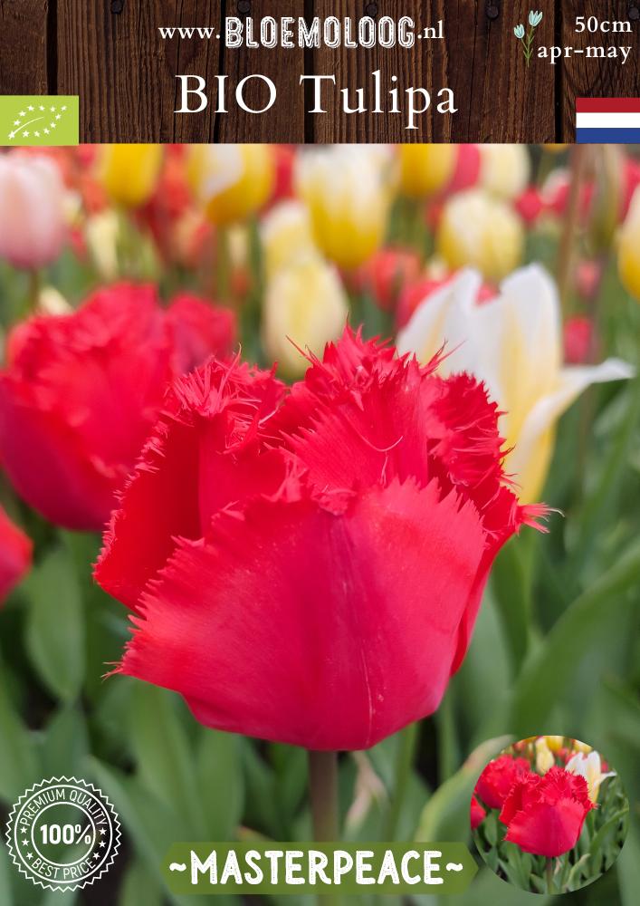 Bio Tulipa 'Masterpeace' biologische rode gefranjerde crispa tulp - Bloemoloog