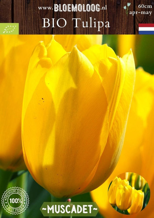 Bio Tulipa 'Muscadet' biologische gele triumph tulp - Bloemoloog
