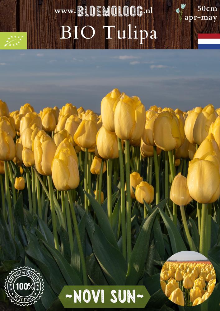 Bio Tulipa 'Novi Sun' biologische gele Darwin-hybride tulpen - Bloemoloog