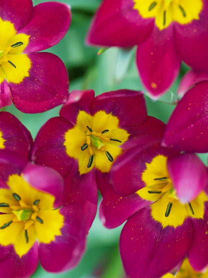 Bovenaanzicht van botanische tulp 'Persian Pearl