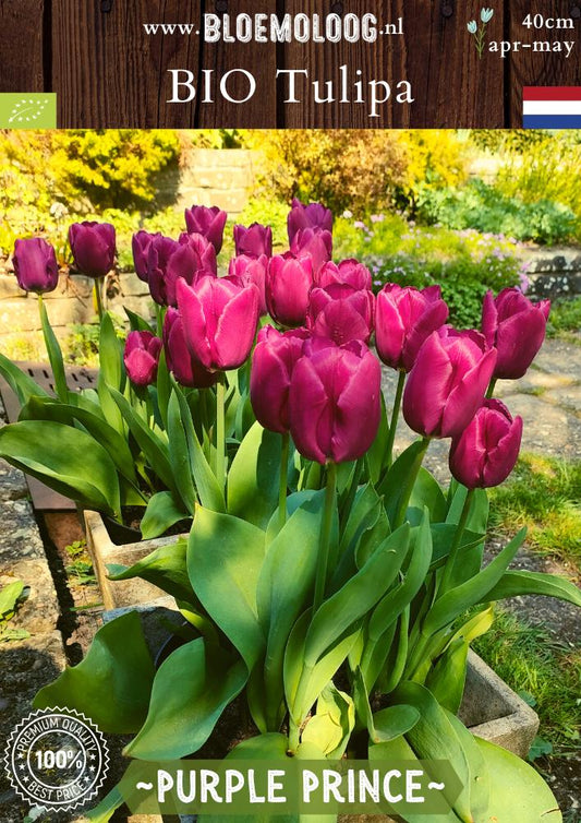 Bio Tulipa 'Purple Prince' biologische paarse triumph tulp - Bloemoloog