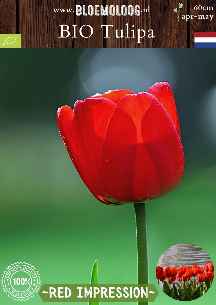 Bio Tulipa 'Red Impression' biologische bloembollen rode tulpen bloemoloog