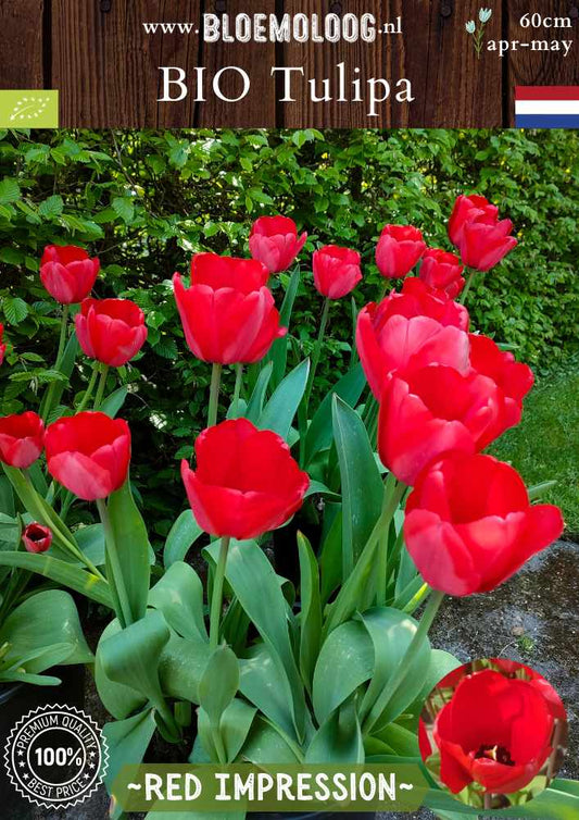 Bio Tulipa 'Red Impression' biologische bloembollen rode tulpen bloemoloog