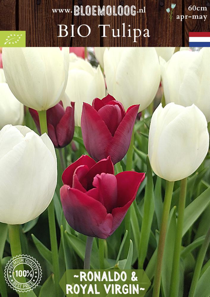 Bio Tulipa 'Ronaldo & Royal Virgin' biologischedonker rode en witte tulpen - Bloemoloog