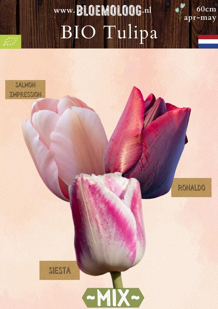 Bio Tulipa 'Ronaldo' 'Siesta' 'Salmon Impression' biologische zalmkleurige en donkerrode en roze tulpen - Bloemoloog