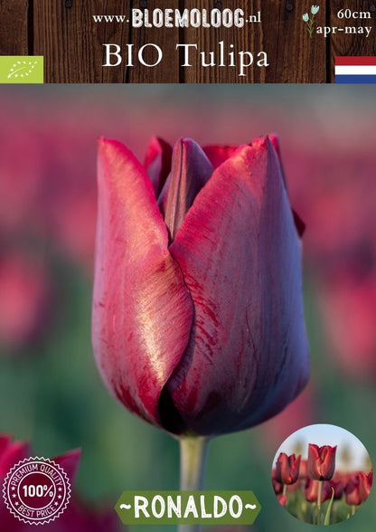 Bio Tulipa 'Ronaldo' biologische donker paarse tulp - Bloemoloog