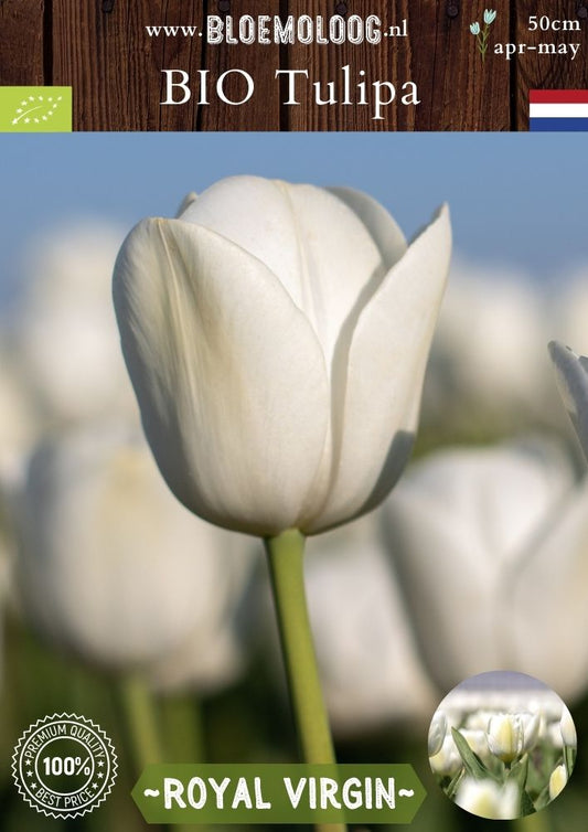 Bio Tulipa 'Royal Virgin' biologische witte triumph tulp - Bloemoloog