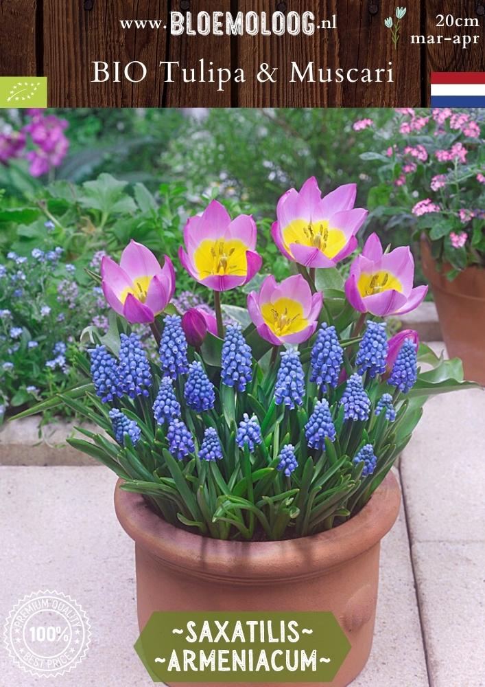 Bio Tulipa 'Saxatilis' & Muscari 'Armeniacum' biologische roze gele botanische specietulpen wildtulpen blauwe druifjes -bloemoloog