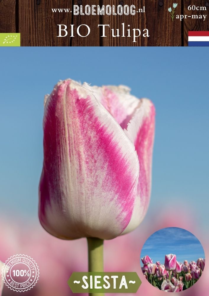 Bio Tulipa 'Siesta' biologische wit-roze crispa tulp - Bloemoloog