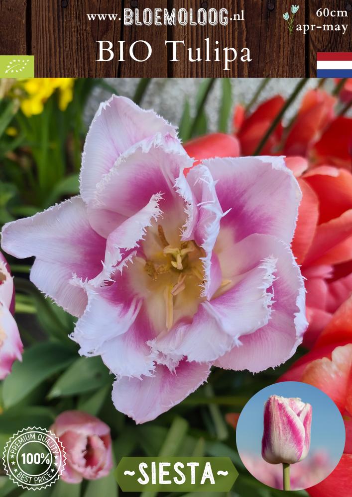 Bio Tulipa 'Siesta' biologische wit-roze crispa tulp - Bloemoloog