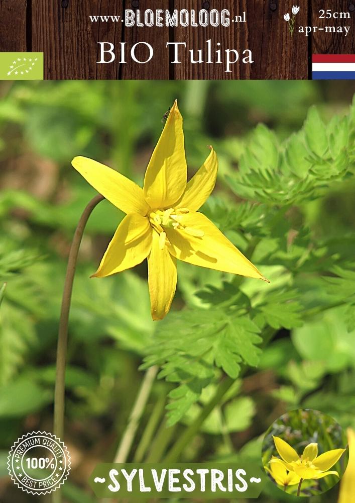 Bio Tulipa 'Sylvestris' biologische gele bostulp stinzenplant - Bloemoloog