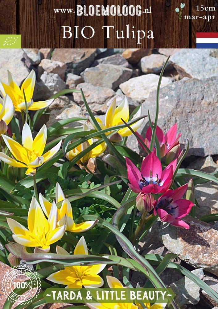 Bio Tulipa 'Tarda & Little Beauty' biologische wit-gele en roze-blauwe botanische tulpenmix - Bloemoloog