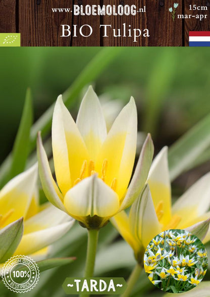 Bio Tulipa 'Tarda' biologische wit gele wildtulp botanische tulp - Bloemoloog