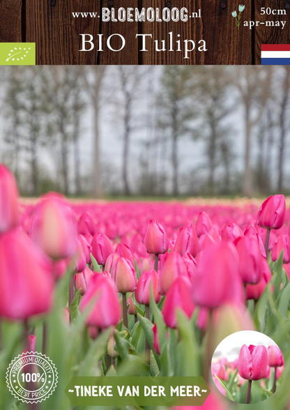 Bio Tulipa 'Tineke van der Meer' roze triumph tulp biologische bloembollen bloemoloog