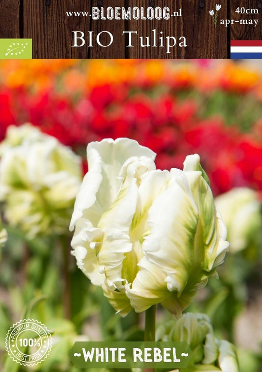 Bio Tulipa 'White Rebel' biologische witte parkiettulp - Bloemoloog