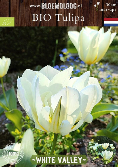 Bio Tulipa 'White Valley' biologische dubbelbloemige witte tulp - Bloemoloog