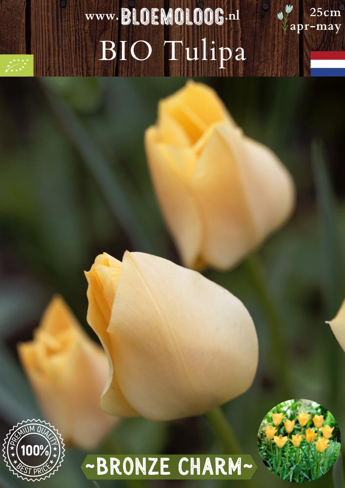 Bio Tulipa batalinii 'Bronze Charm' biologische bronsgele botanische tulpen - Bloemoloog