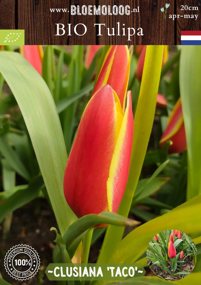 Bio Tulipa clusiana 'Taco' biologische botanische rood gele kandelaartulp - Bloemoloog