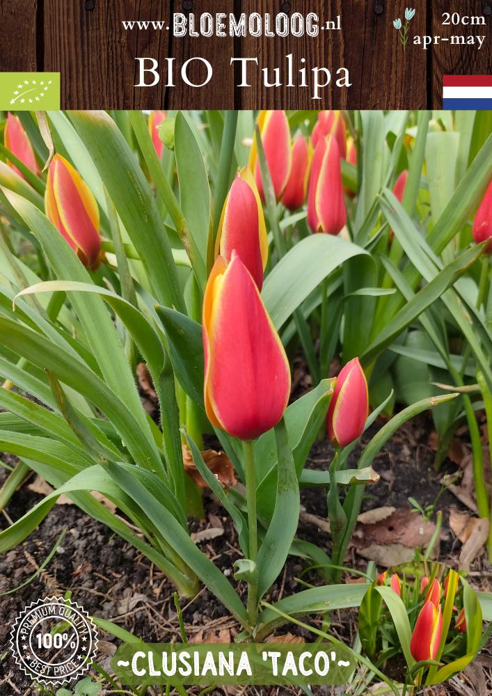 Bio Tulipa clusiana 'Taco' biologische botanische rood gele kandelaartulp - Bloemoloog