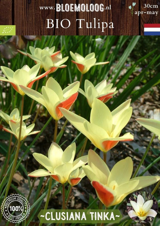 Bio Tulipa clusiana 'Tinka' biologische geel rode botanische kandelaartulp - Bloemoloog