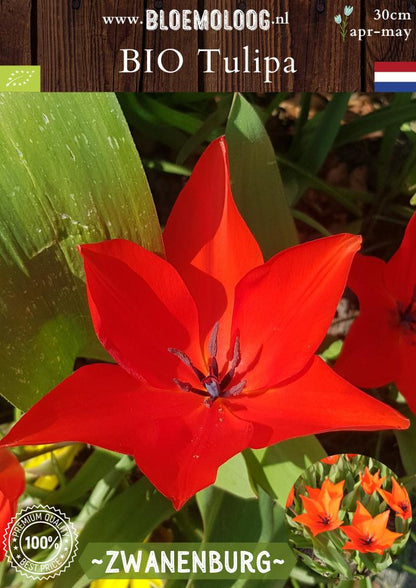 Bio Tulipa praestans 'Zwanenburg' biologische rode botanische tulp - Bloemoloog