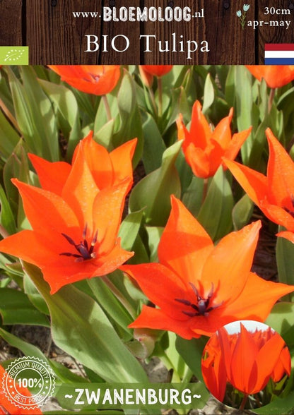 Bio Tulipa praestans 'Zwanenburg' biologische rode botanische tulp - Bloemoloog