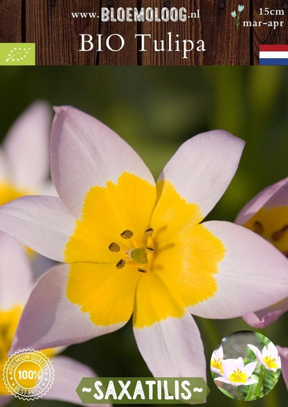 Bio Tulipa saxatilis 'Lilac Wonder' biologische lilakleurige wildtulp met geel hartje - Bloemoloog