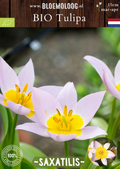Bio Tulipa saxatilis 'Lilac Wonder' biologische lilakleurige wildtulp met geel hartje - Bloemoloog
