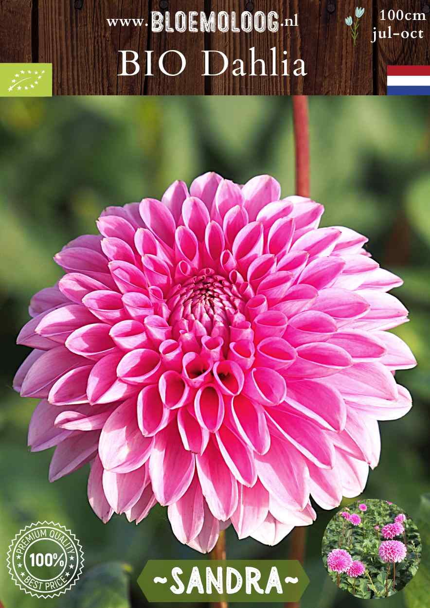 Bio Dahlia 'Sandra' roze pompon dahlia biologische bloembollen Bloemoloog