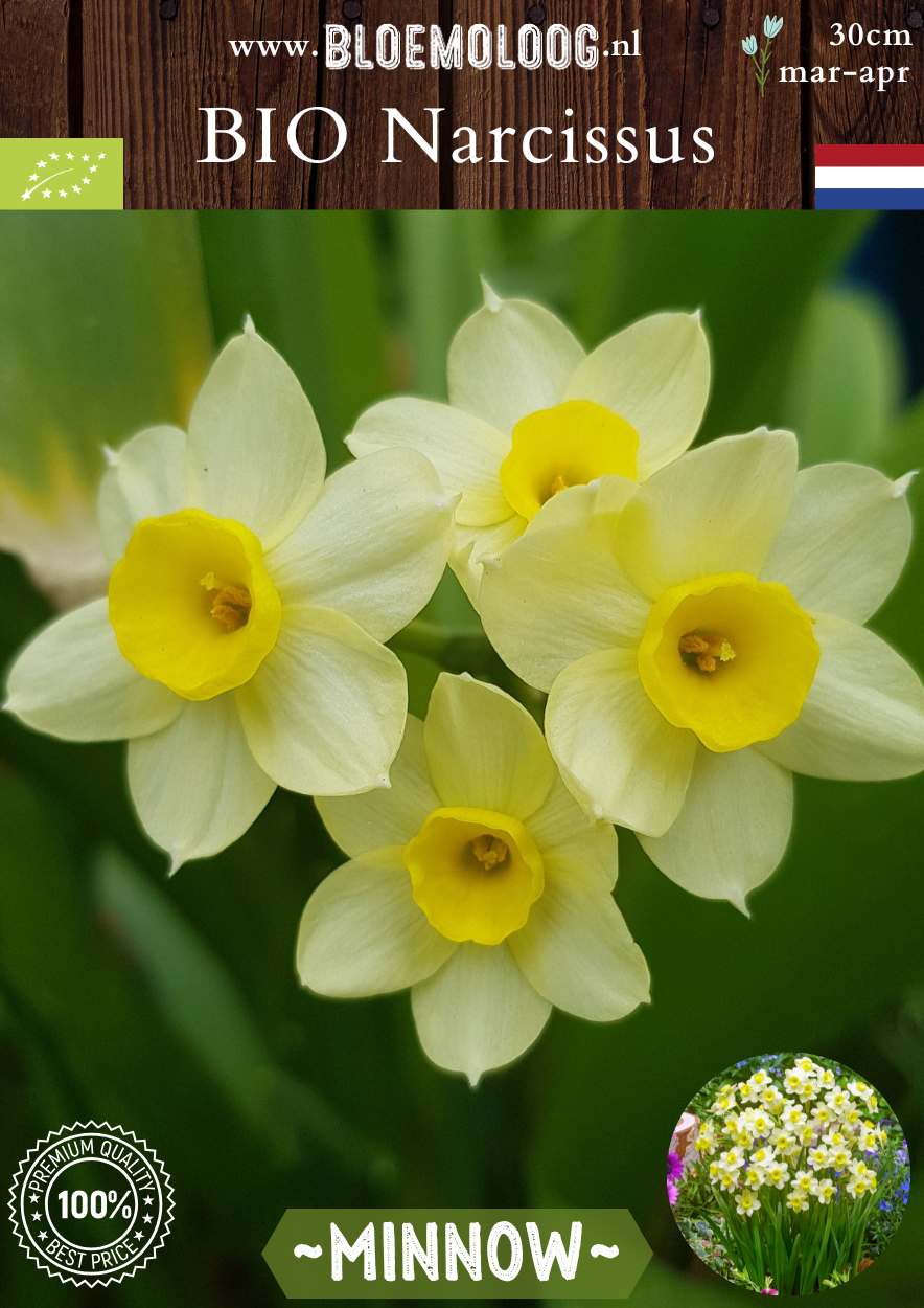 Bio Narcissus 'Minnow' botanische gele narcis