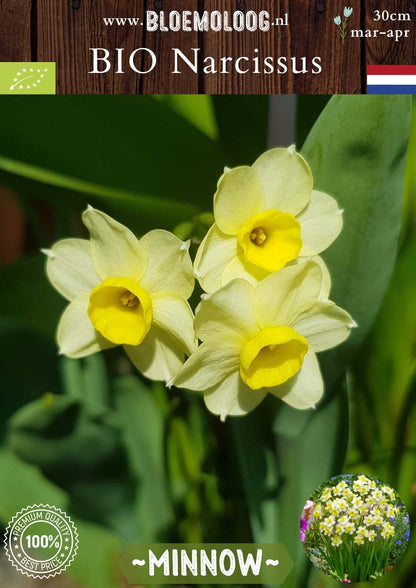 Bio Narcissus 'Minnow' botanische botergele narcis biologische bloembollen | Bloemoloog