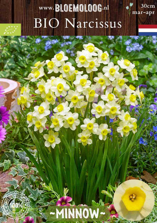 Bio Narcissus 'Minnow' botanische botergele narcis biologische bloembollen | Bloemoloog