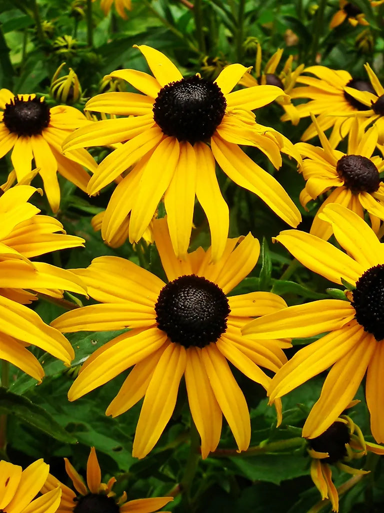 Bio Rudbeckia Fulgida Goldsturm Gele Zonnehoed Bloemoloog bio-rudbeckia-fulgida-goldsturm-gele-zonnehoed-bloemoloog