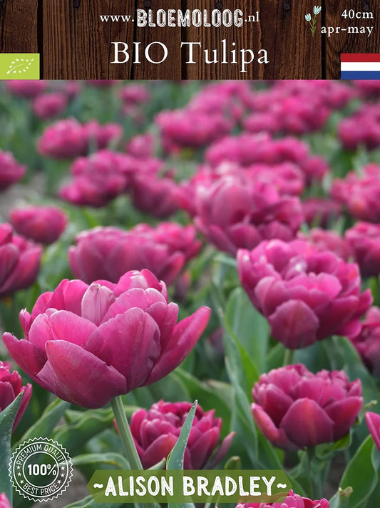 Biologische Tulipa 'Alison Bradley' met dubbele paarse bloemen