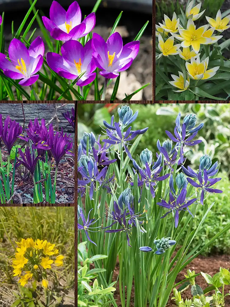 Organic naturalizing bulb mix - 5 types of spring flowering bulbs ...