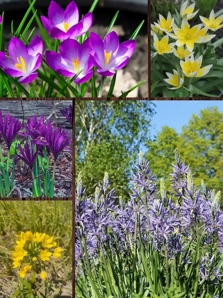 Bio verwilderingsbollenmix | 43 stuks