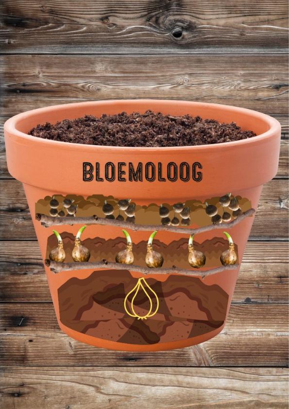 Lasagne beplanting pot Bloemoloog biologische bloembollen