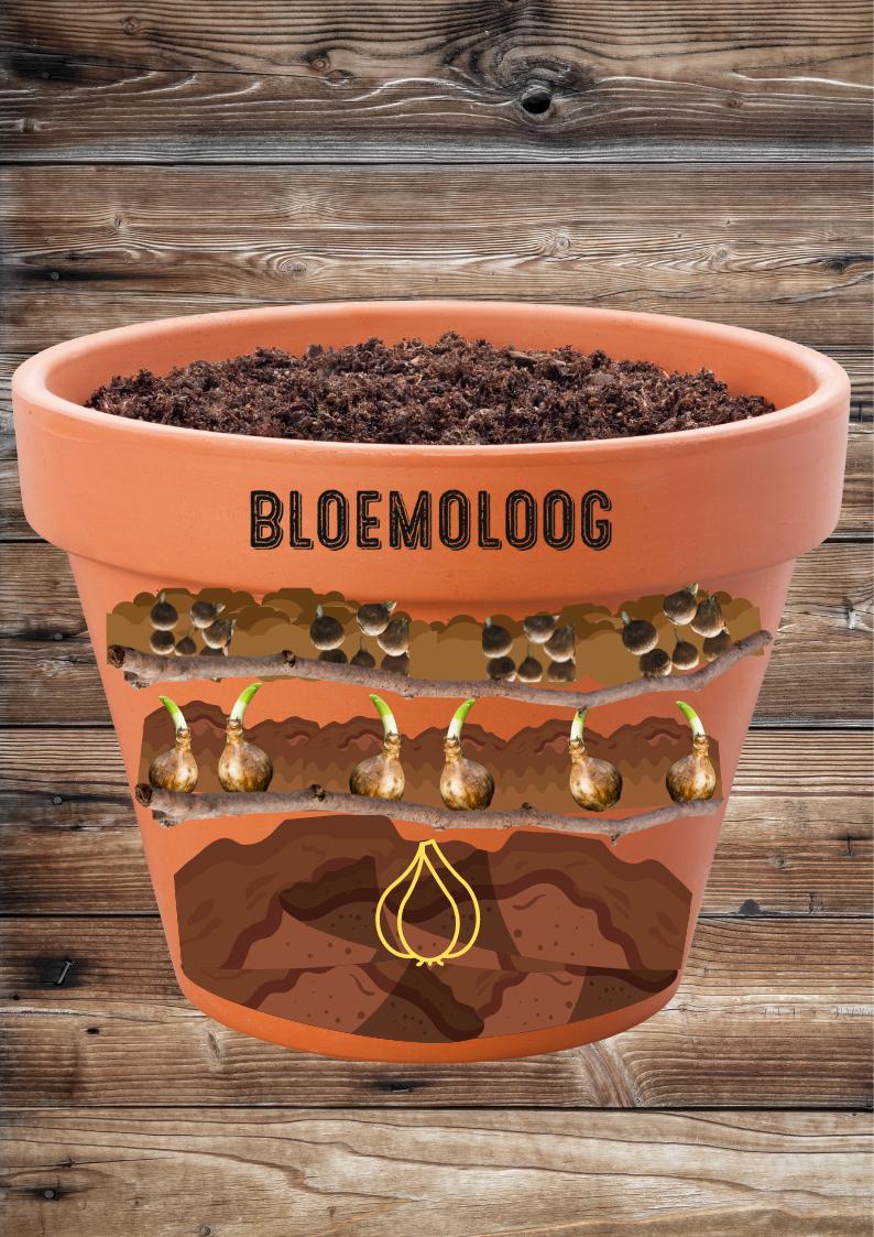 Lasagne beplanting, ook wel etage beplanting bloembollenmand voor biologische bloembollen - Bloemoloog