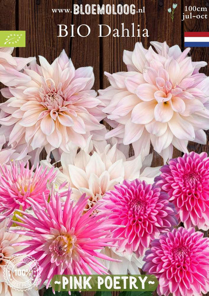 Biologische roze dahlia pakket - dinnerplate dahlia 'Cafe au Lait', cactusdahlia 'Park Princess' en baldahlia 'Sandra' Bloemoloog