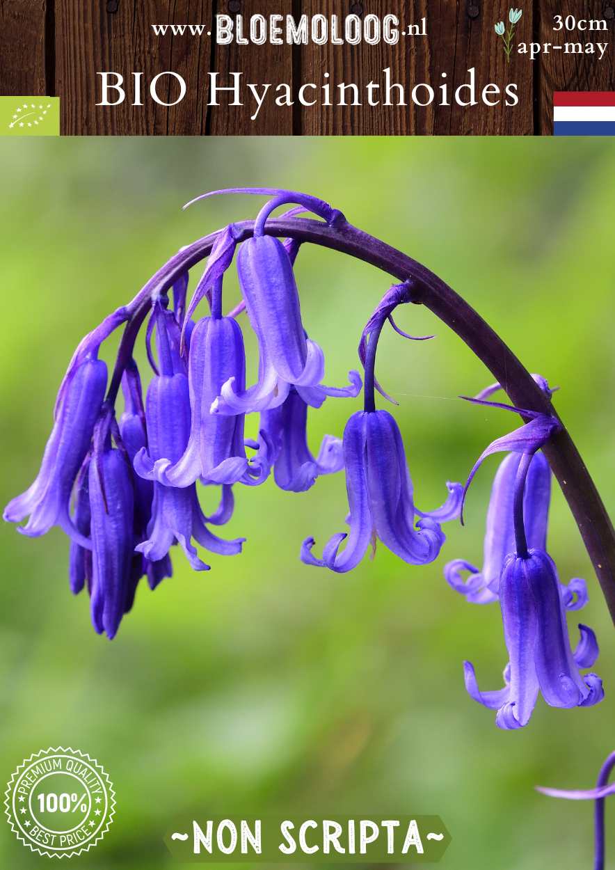 Scilla nutans syn. Bio Hyacinthoides 'Non Scripta' biologische blauwe boshyacintwilde hyacint - Bloemoloog biologische bloembollen