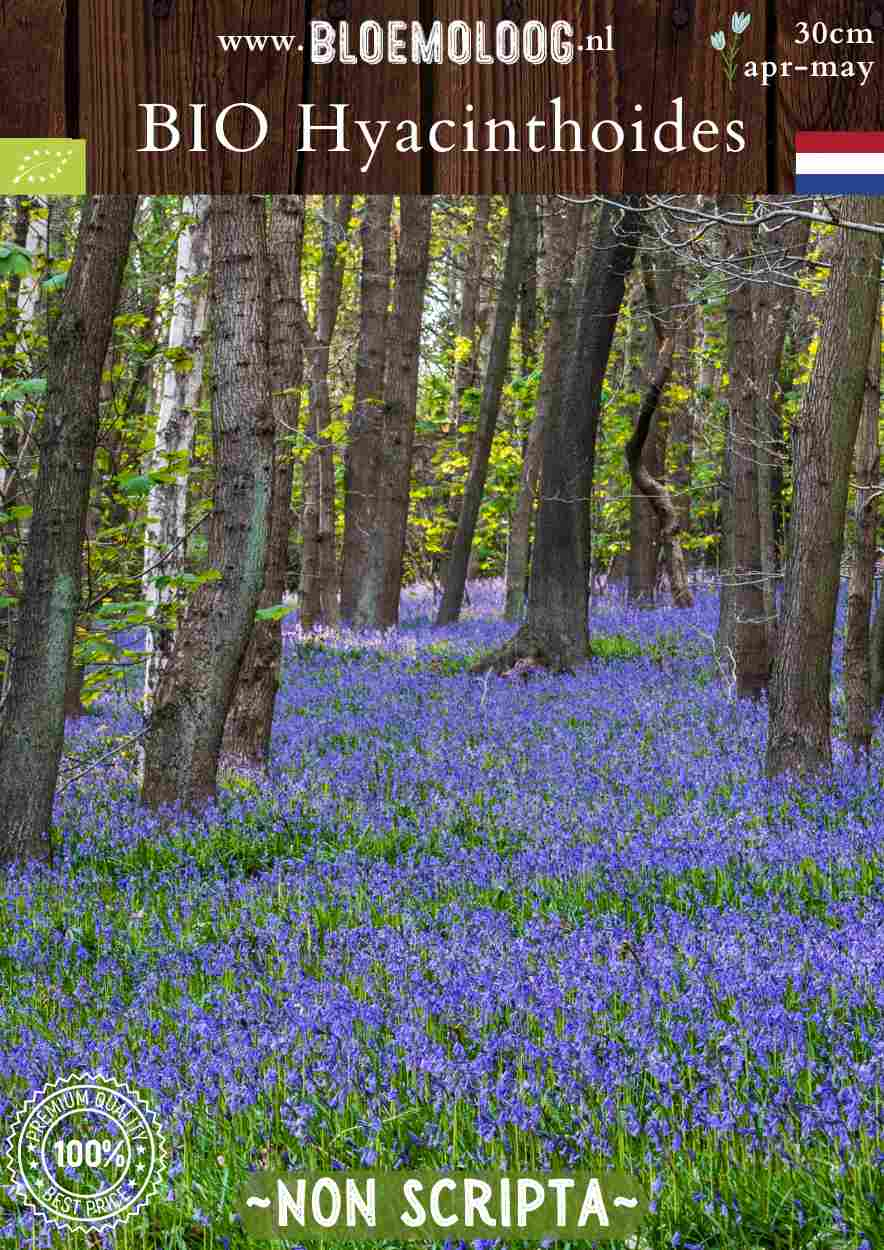 Scilla nutans syn. Bio Hyacinthoides 'Non Scripta' biologische blauwe boshyacintwilde hyacint - Bloemoloog biologische bloembollen