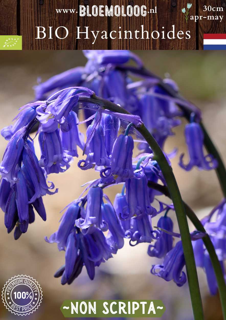 Scilla nutans syn. Bio Hyacinthoides 'Non Scripta' biologische blauwe boshyacintwilde hyacint - Bloemoloog biologische bloembollen