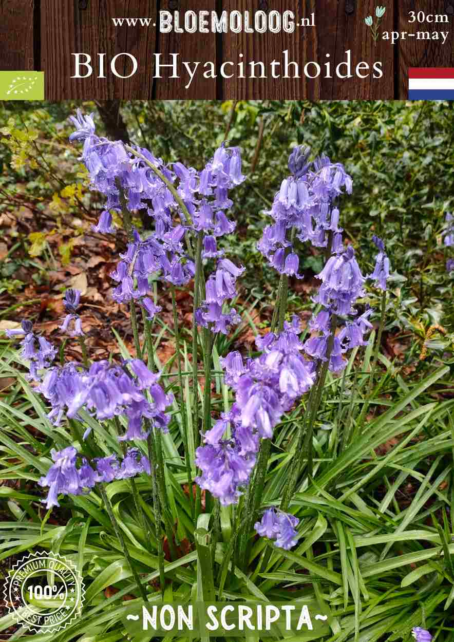 Scilla nutans syn. Bio Hyacinthoides 'Non Scripta' biologische blauwe boshyacintwilde hyacint - Bloemoloog biologische bloembollen