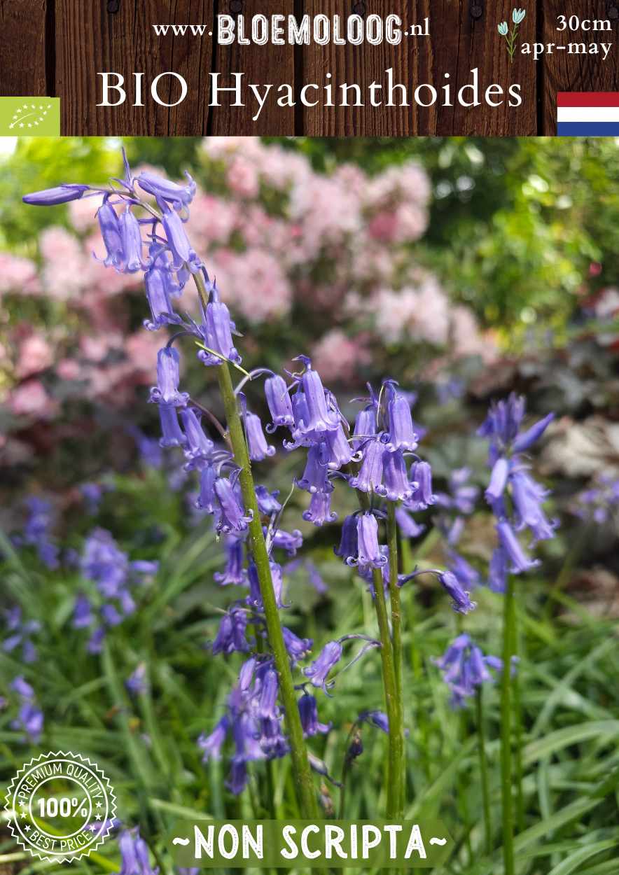 Scilla nutans syn. Bio Hyacinthoides 'Non Scripta' biologische blauwe boshyacintwilde hyacint - Bloemoloog biologische bloembollen