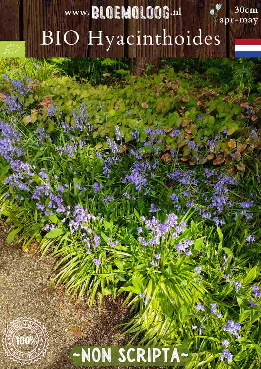 Scilla nutans syn. Bio Hyacinthoides 'Non Scripta' biologische blauwe boshyacintwilde hyacint - Bloemoloog biologische bloembollen