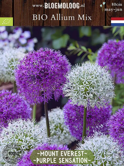 Prins Allium Purple Sensation - 20 paarse bloembollen kopen Prins Allium Purple Sensation - 20 paarse bloembollen kopen
