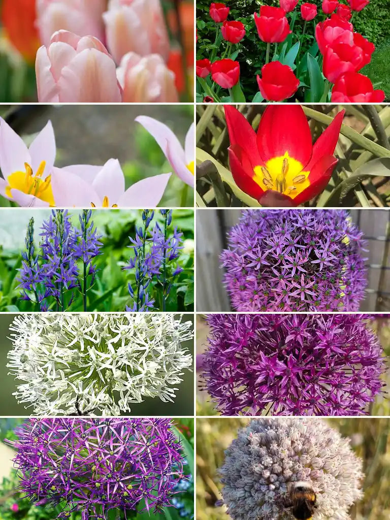 Collage van de tien soorten in Complete lentetuin: biologische tulpen, alliums en blauwe Camassia.