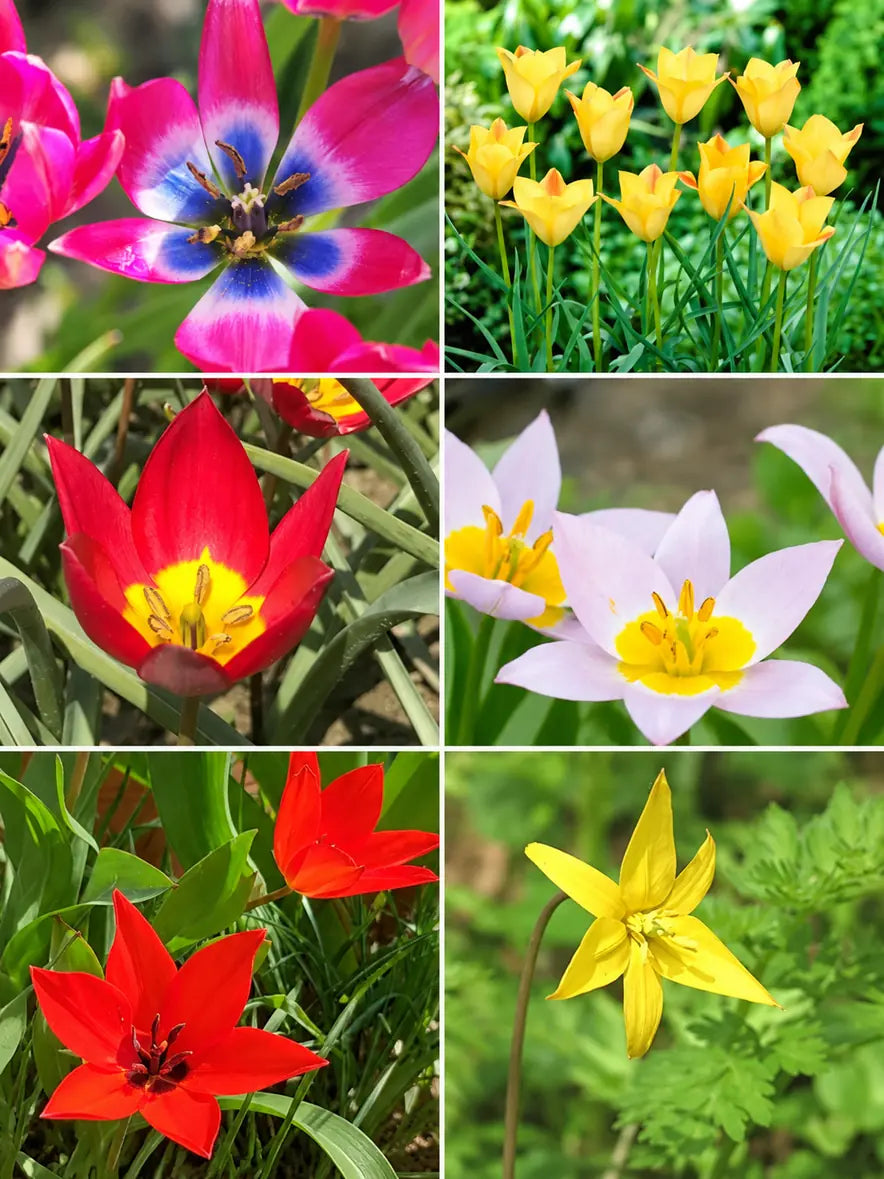 Collage van de zes biologische botanische tulpen: ‘Little Beauty’, ‘Bronze Charm’, ‘Red Beauty’, saxatilis, ‘Zwanenburg’ en sylvestris.
