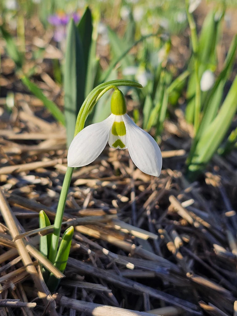 Biologisch geteeld breedbladig sneeuwklokje Galanthus elwesii