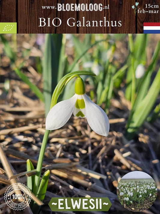 Close-up van Galanthus elwesii breedbladig sneeuwklokje